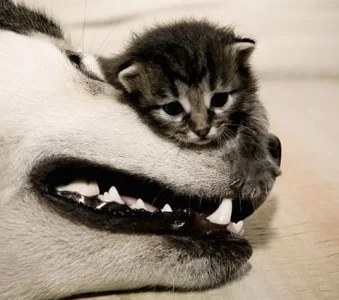 Cute-Dogs-dogs-13883189-480-426.webp