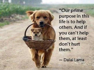 Purpose in Life.webp