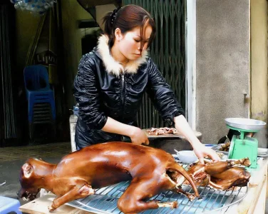 crw_8281_dog_meat.webp