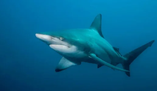 shad+shark.webp