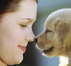 pets.webp