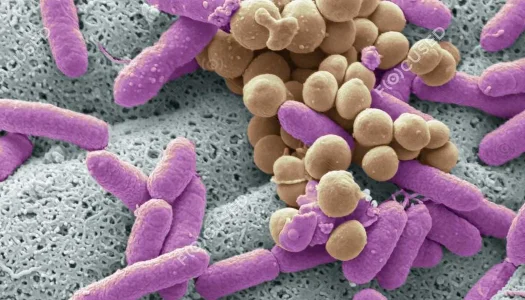 Bacteria.webp