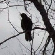 Corvidophile