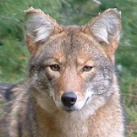 Coywolf