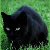 Meowthematics