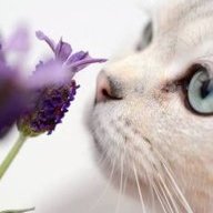 LittleStrayKitten
