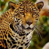 Gatcher