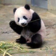 PandaSage