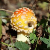 Amanitaminute