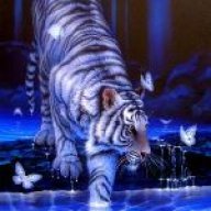 whytiger