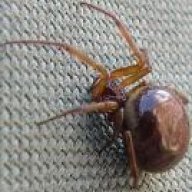 Pregger Spider