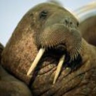 Mr. Walrus