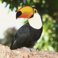 ToucansTwitches