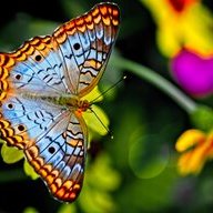 fairy2515