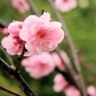 SEWong