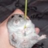 greenapple