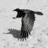 corvidae