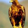 Flavus Aquila