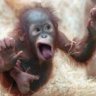 RetardedMonkey