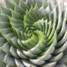 Phyllotaxis