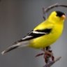 goldfinch