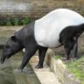 Tapir