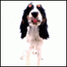 dogman6126