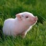 Mossy Piglet