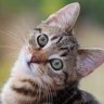 courteouskitten