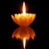 Divine Fire Lotus