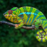 Freaky Chameleon