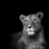 CanadianLioness