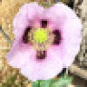 Poppyseed