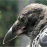Crow