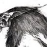 sagewolf