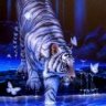 whytiger