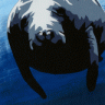 manatee