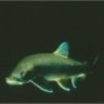 Salvelinus