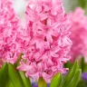 Hyacinth