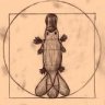 Platypus-Books