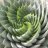 Phyllotaxis