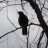 Corvidophile