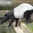 Tapir