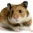 amazing hamster