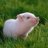 Mossy Piglet