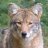 Coywolf