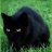 Meowthematics