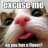 hooman
