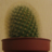 iownacactus
