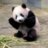 PandaSage
